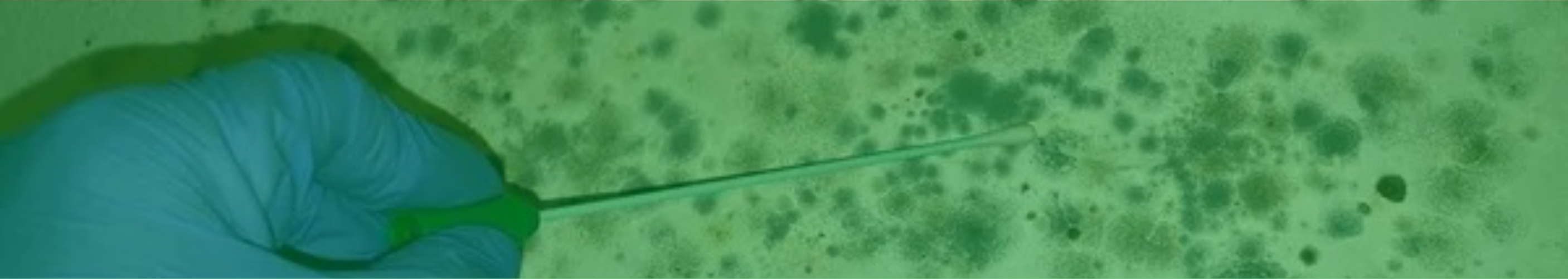 Professional mold inspection and air sampling