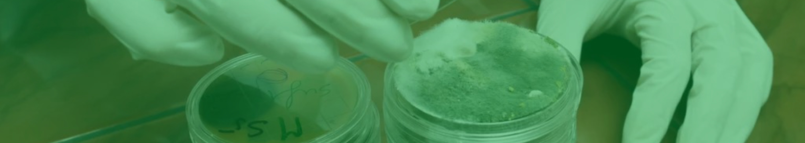 Professional mold inspection and air sampling